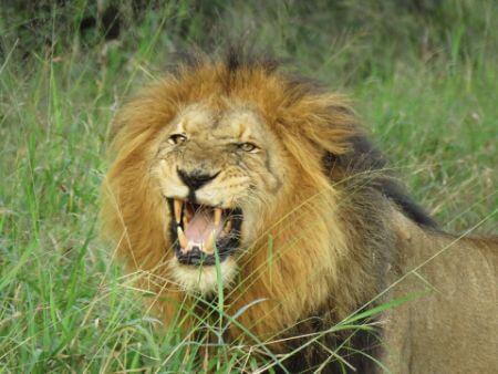 lion écovolontariat afrique du sud