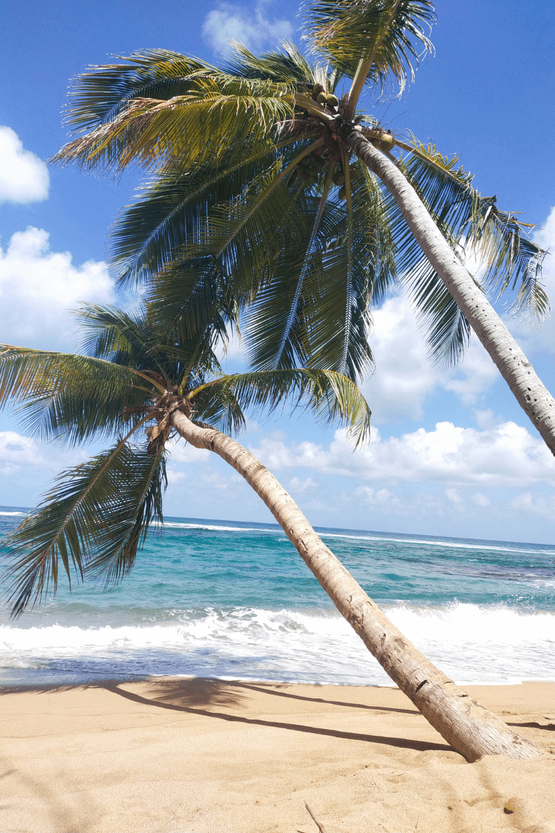 Idées-voyages-de-noces-photo de palmiers penchés sur la mer à Tartane en Martinique