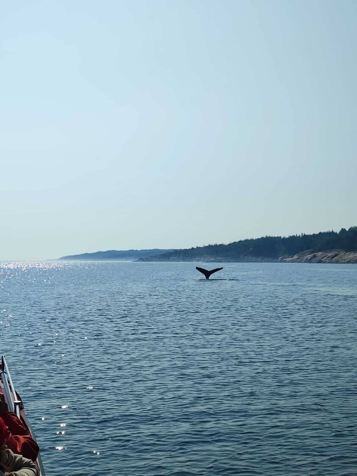 queue de baleine Tadoussac