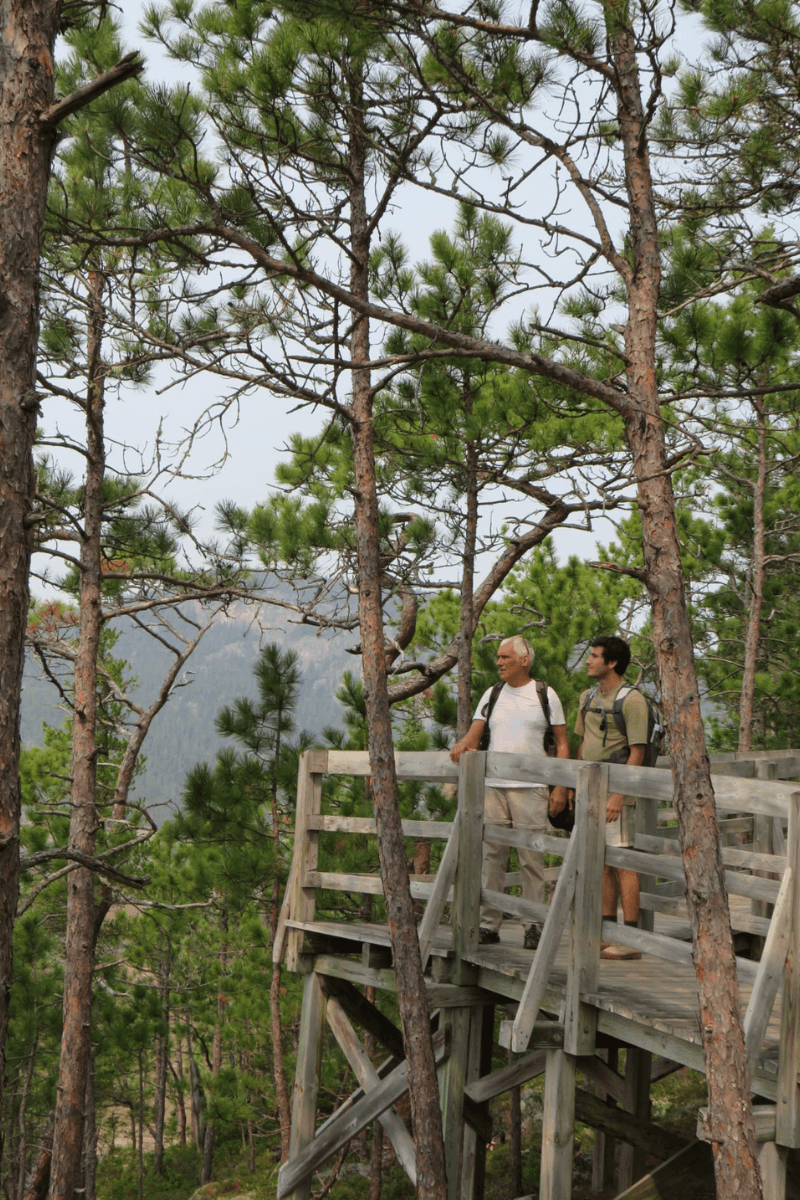 Idées-voyages-de-noces-photo de palmiers penchés sur la mer à Tartane en Martinique