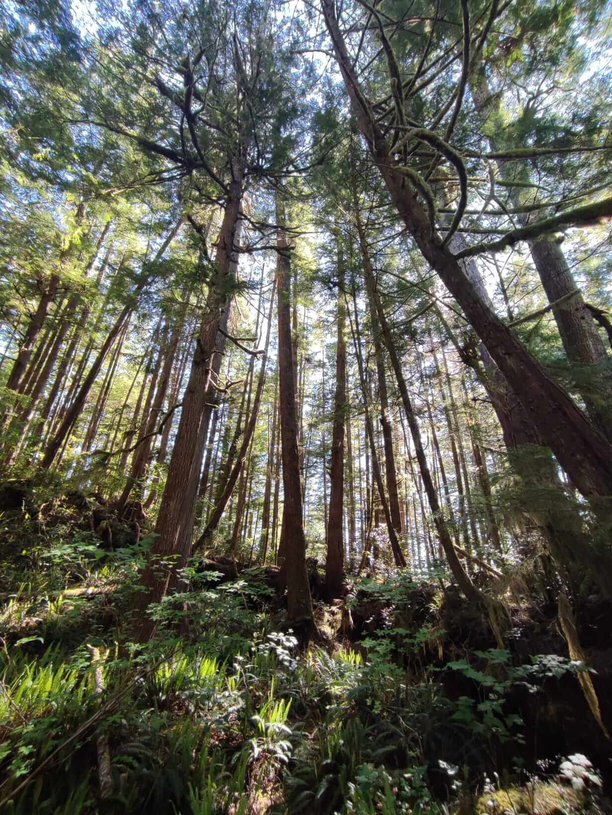 Hot springs cove Tofino